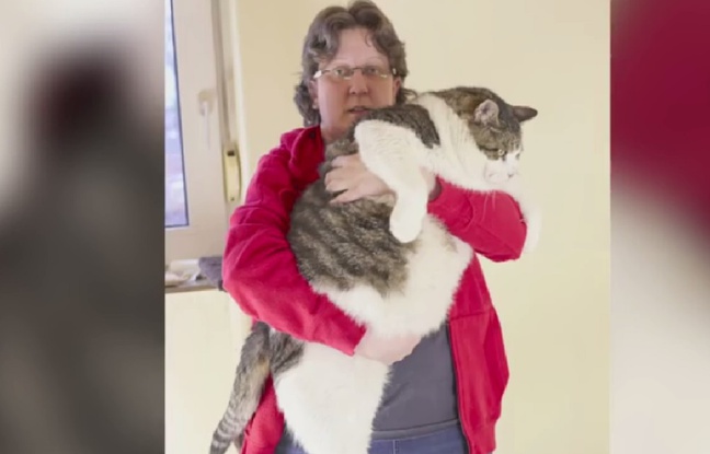 Elvis, le plus gros chat au monde