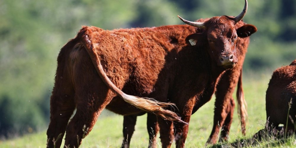 Fièvre charbonneuse : 3 élevages touchés en Moselle, 19 bovins retrouvés morts