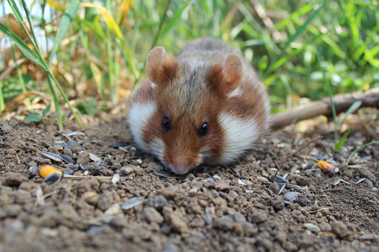 Grand Est : des lâchers de grands hamsters pour compenser le GCO de Strasbourg