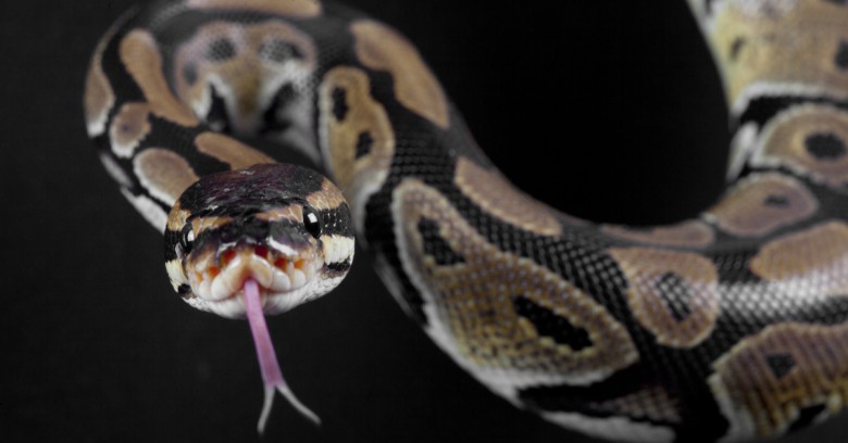 Hayange : un python retrouvé dans une glacière abandonnée