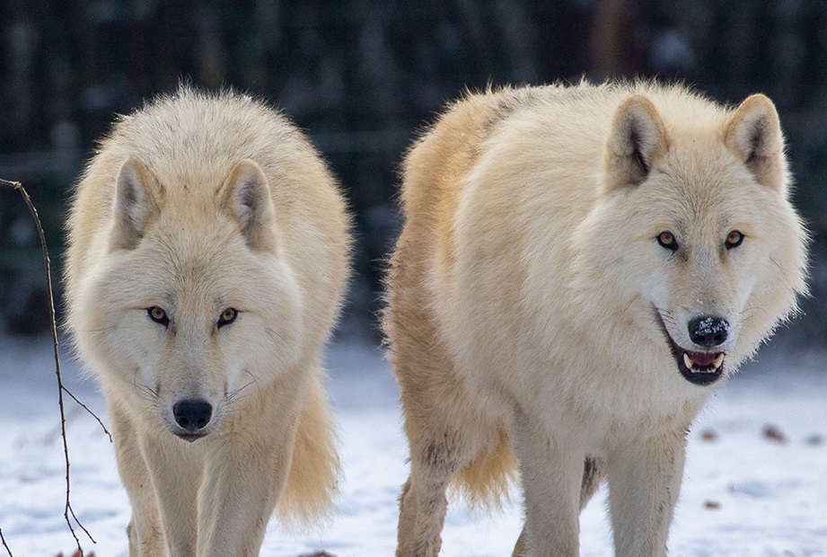 Huit loups arctiques ont rejoint le parc de Sainte-Croix