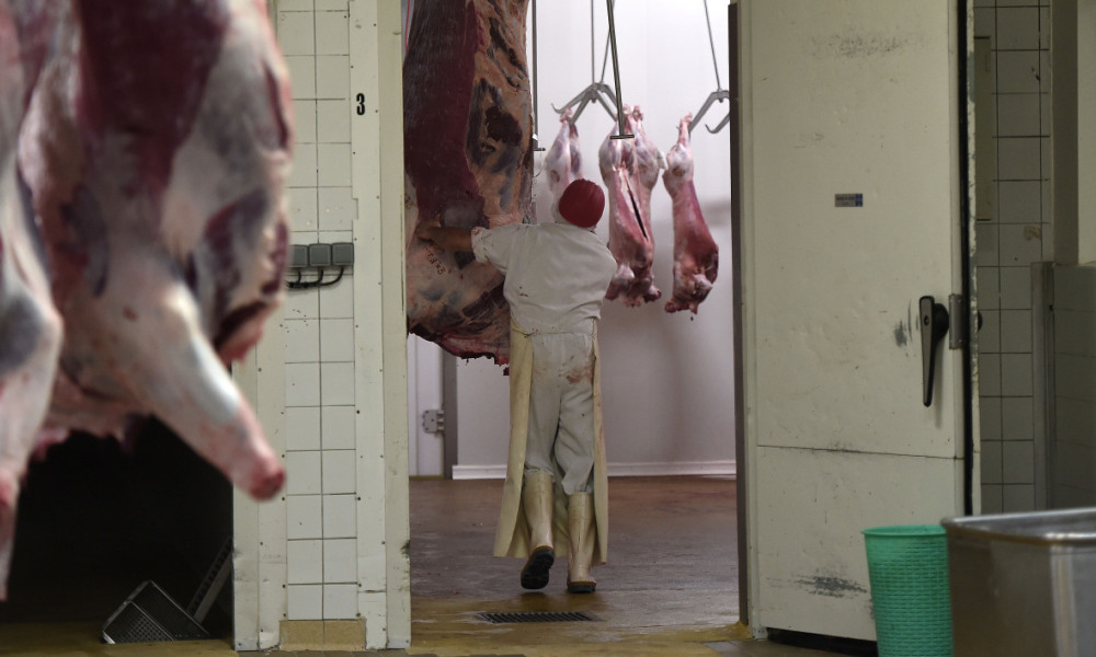 L'Assemblée vote les caméras dans les abattoirs