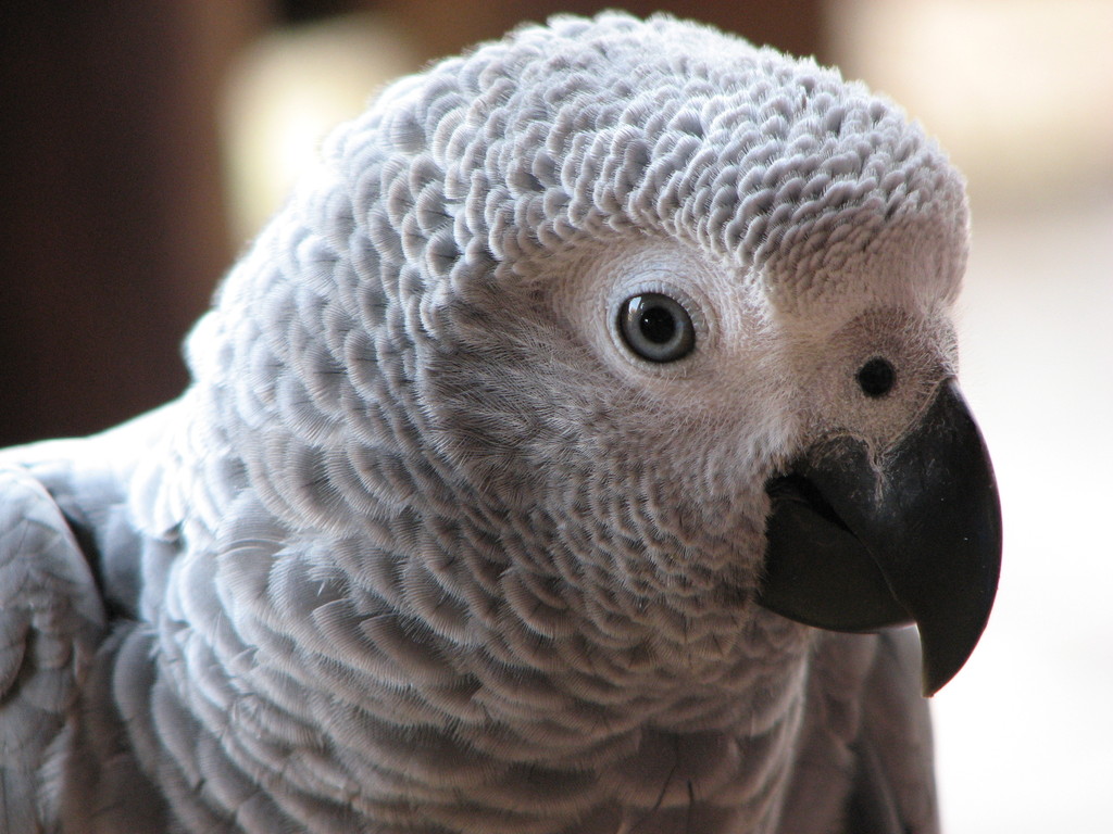 L'incroyable histoire de Nigel