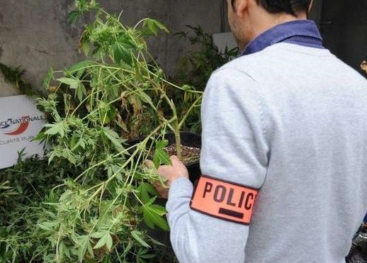 La drogue pousse dans un hangar : deux hommes arrêtés à Moulins-Lès-Metz 