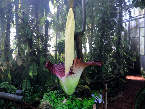 La fleur qui sent le plus mauvais vient enfin d'éclore