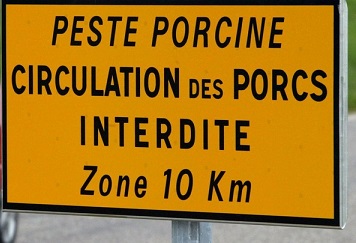 La peste porcine continue sa propagation et amène son lot d'aléas jusqu'à nos frontières