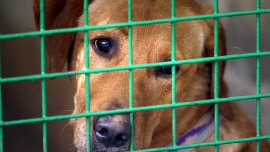 La SPA saisit 70 chiens et 20 chats dans une ferme de Ranguevaux