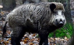 La zone blanche contre la peste porcine s’étend à la Meurthe-et-Moselle
