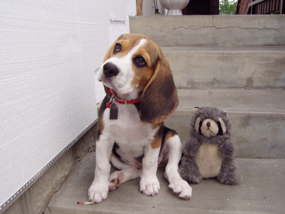 Le chien ou la copine, il faut choisir !