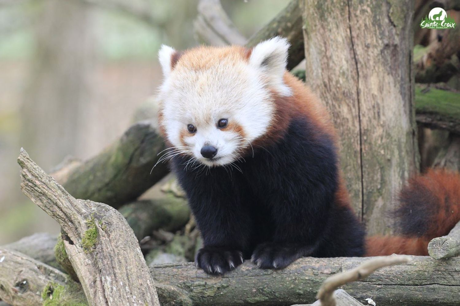 Le Parc de Sainte Croix accueille une nouvelle pensionnaire
