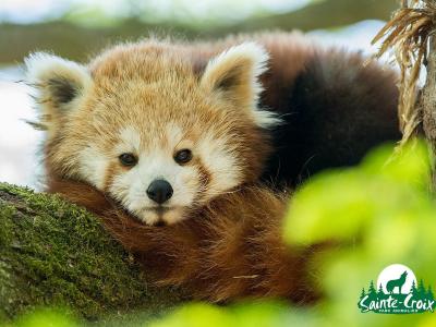Le parc de Sainte-Croix écolabelisé : une première en Europe !