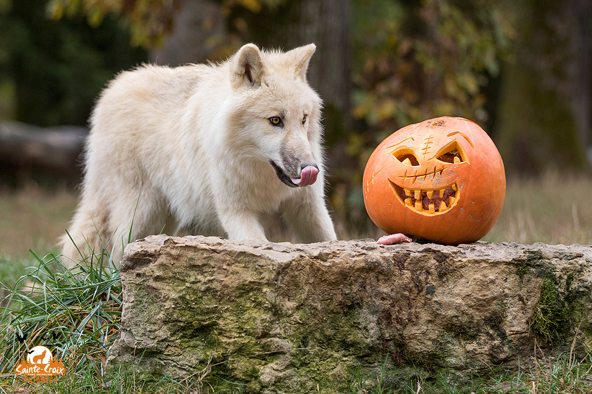 Le Parc de Sainte-Croix fête les origines d'Halloween