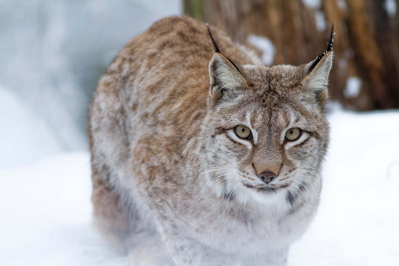 Le Parc de Sainte-Croix, ouvre ses portes durant les vacances d'hiver !