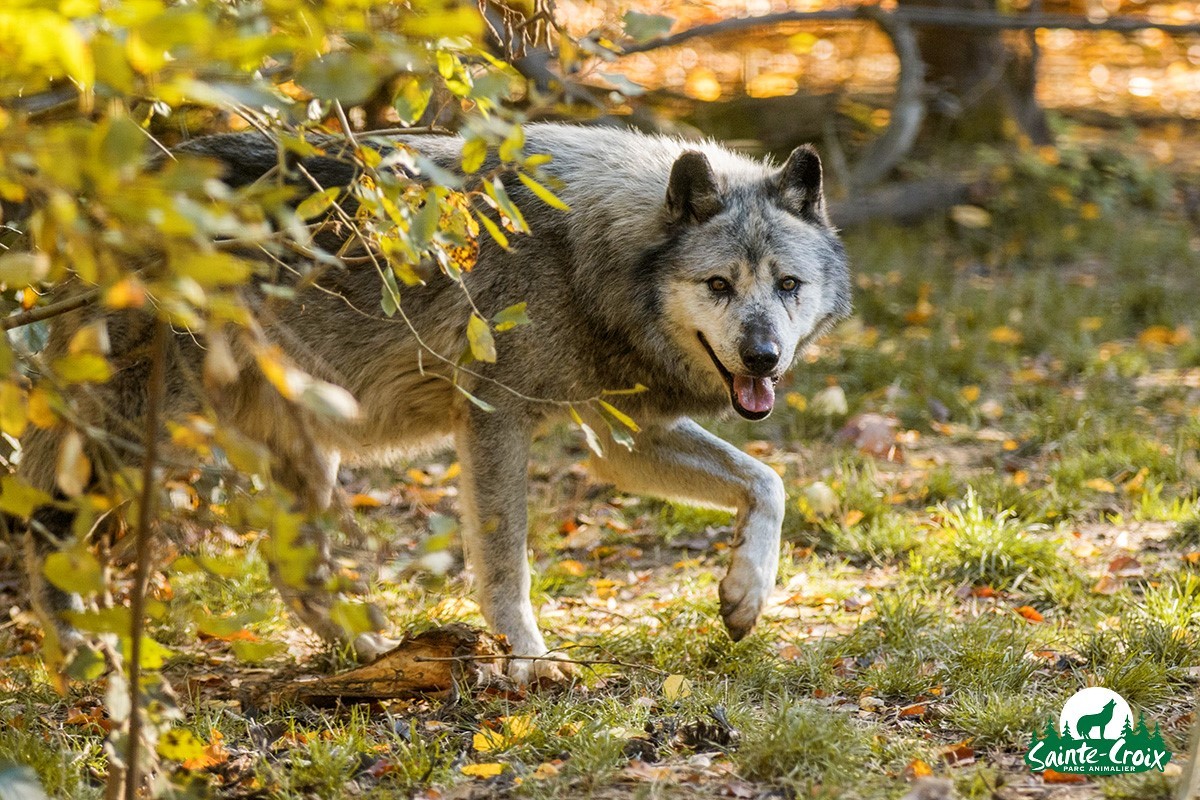 Le parc de Sainte Croix, perd l'un des ses animaux mythiques