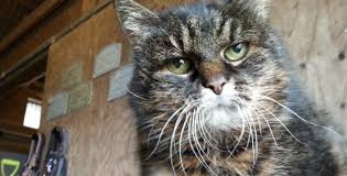 Le plus vieux chat du monde