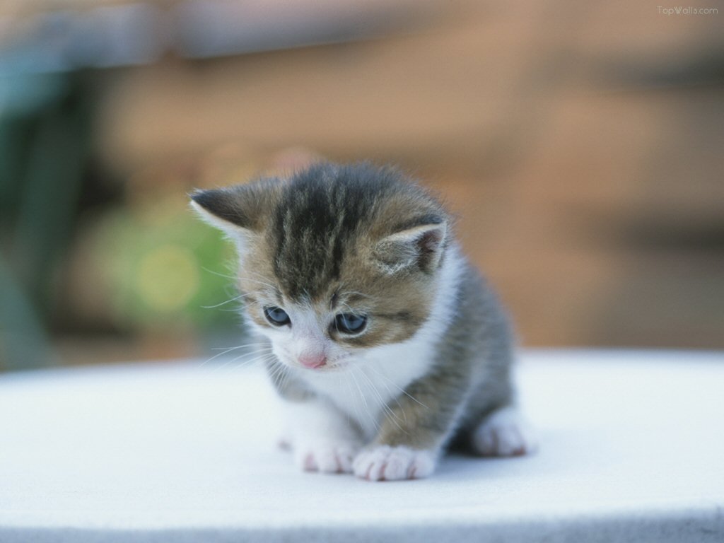 Le premier hôtel pour chats en France