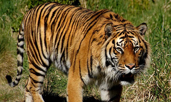 Le tigre à l'honneur au Zoo d'Amnéville à la fin du mois