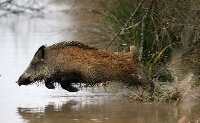 Les autorités prudentes en Grande-Région face à la peste porcine