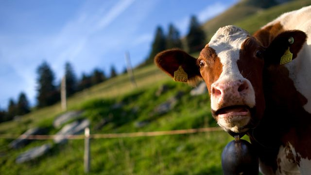LORRAINE : elle découvre un drôle d'invité dans sa piscine