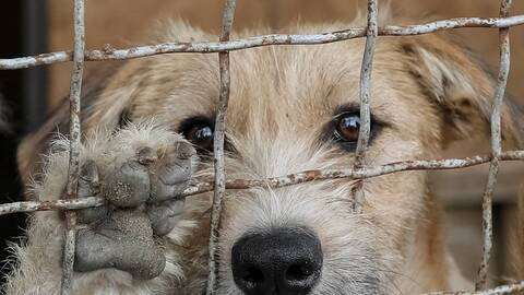 Lorraine : "l’adoption solidaire" enfin autorisée à la SPA