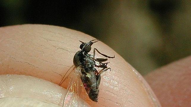 Lorraine: une petite mouche à l'origine de nombreuses piqûres
