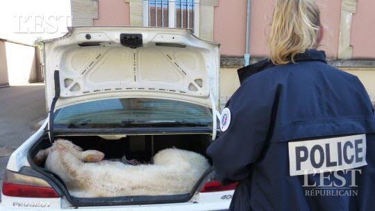 Lunéville : un veau mort retrouvé dans un coffre de voiture
