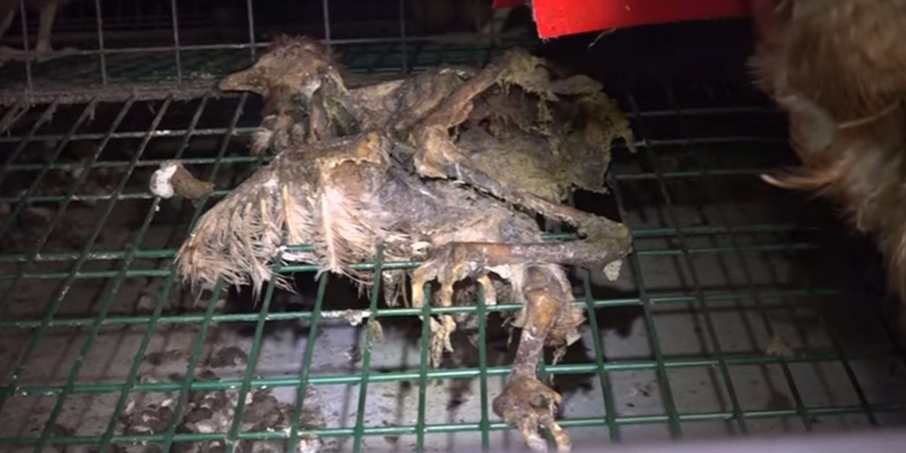 Maltraitance animale : l'association L214 dévoile une nouvelle vidéo choc