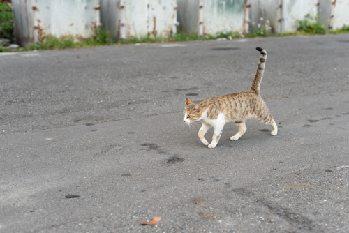 Metz : la ville va faire la chasse aux chats errants