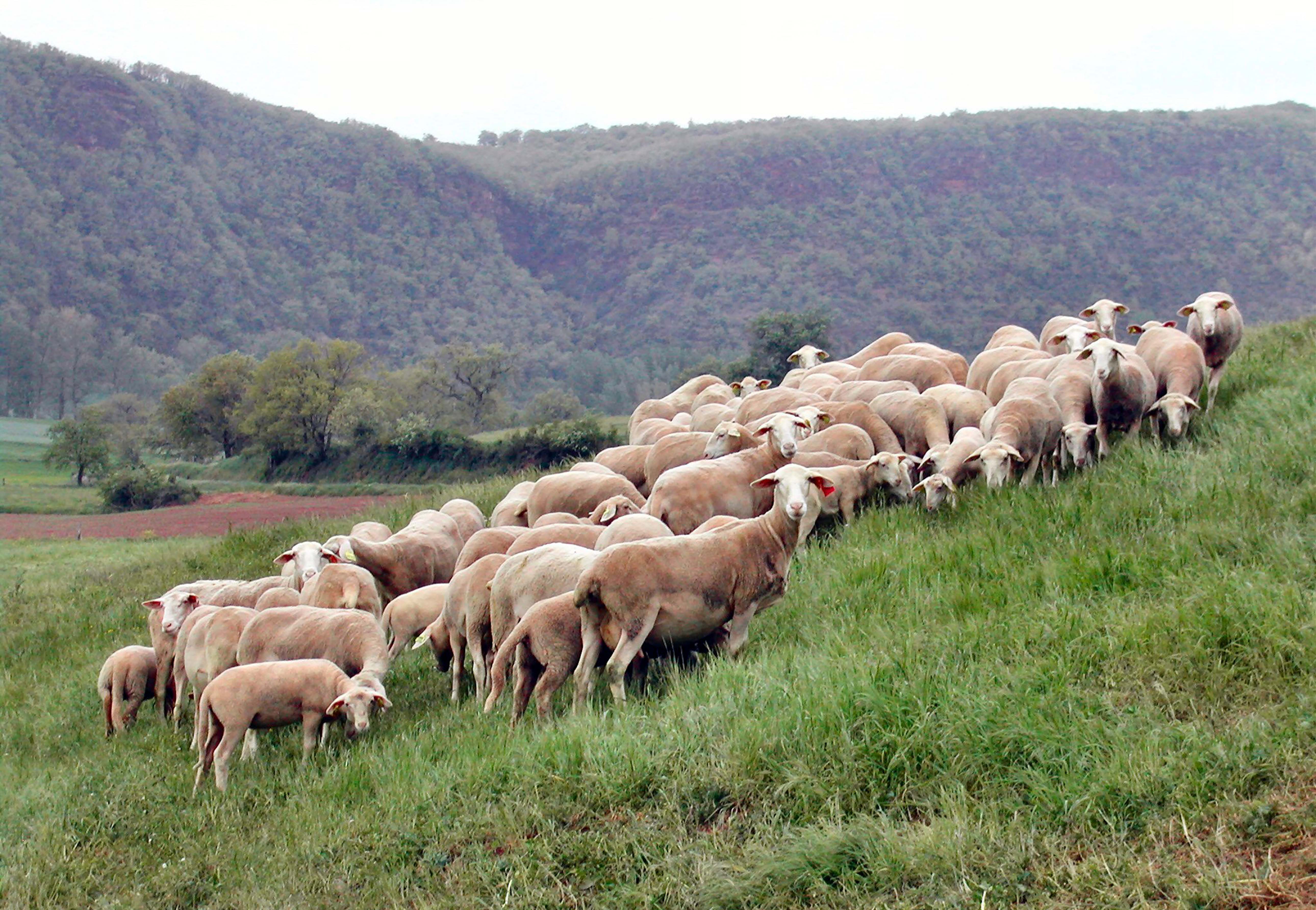 Meuse : Un loup s'attaque à un troupeau d'agneaux