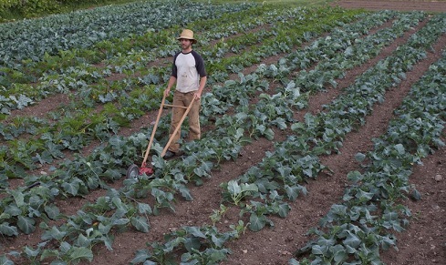 Moselle : une ferme bio, sur un ancien aéroport militaire 