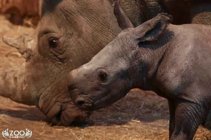 Naissance d'un animal rare au zoo d'Amnéville
