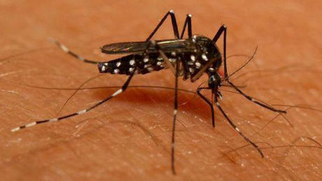 Où en est le moustique Tigre en Lorraine ?