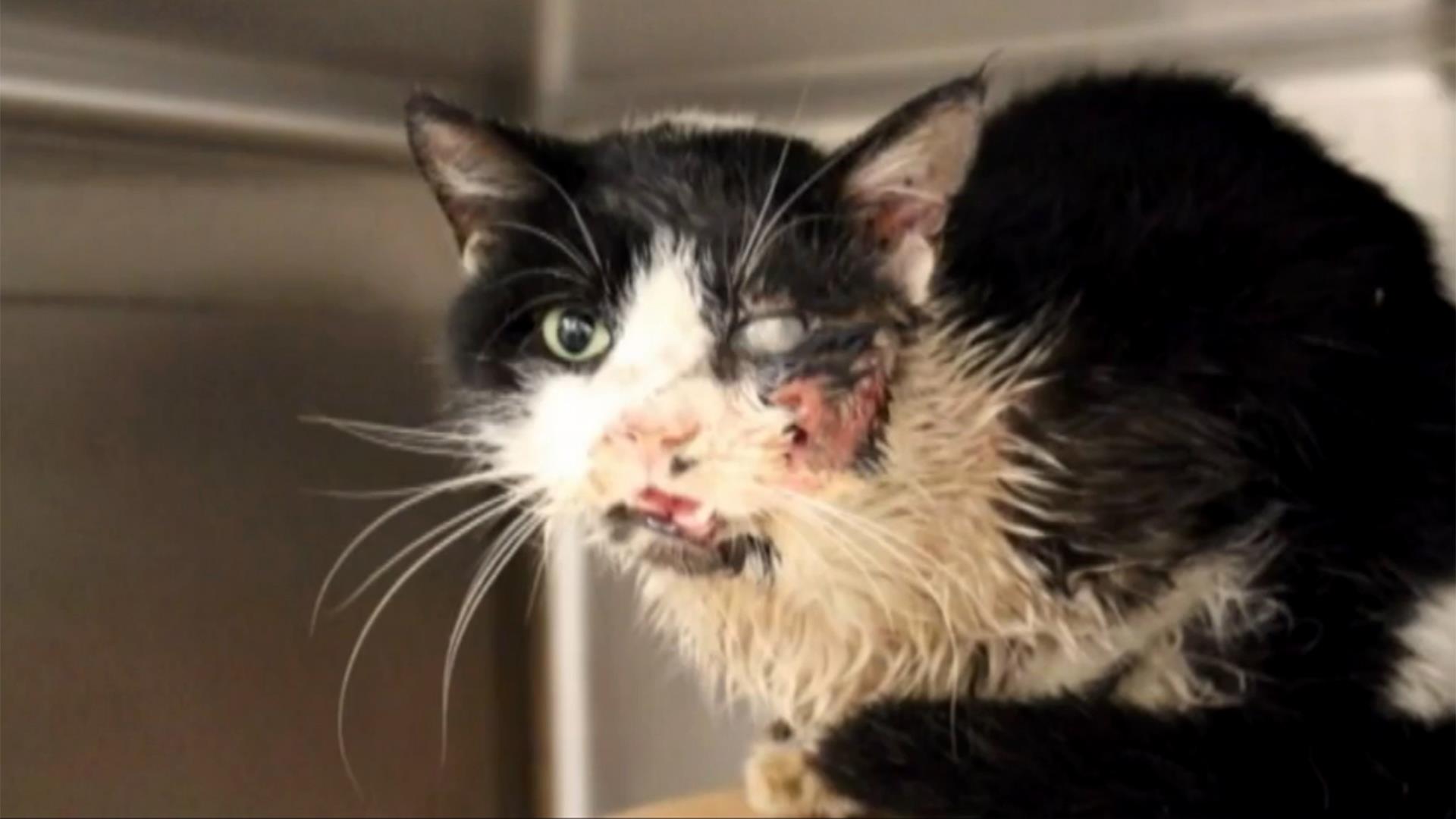 On le surnomme déjà "Zombie cat"