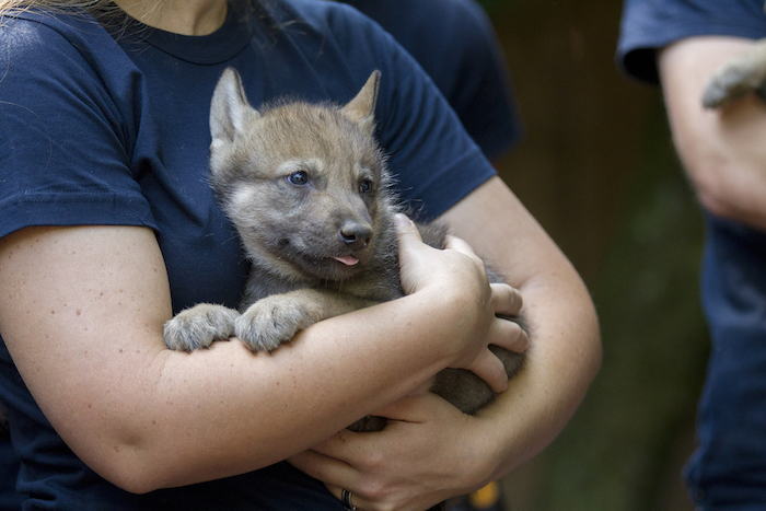 Parc de Ste Croix : 5 louveteaux sont nés !