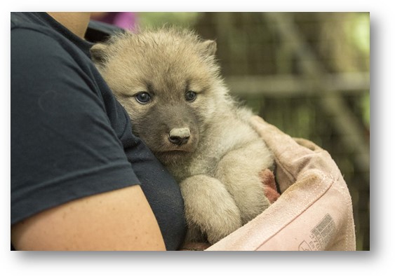 Parc de Ste Croix : quatre louveteaux arctiques sont nés !