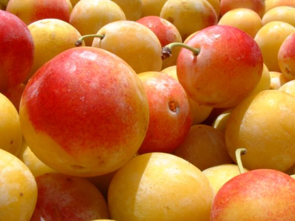 Patience, la mirabelle arrive !