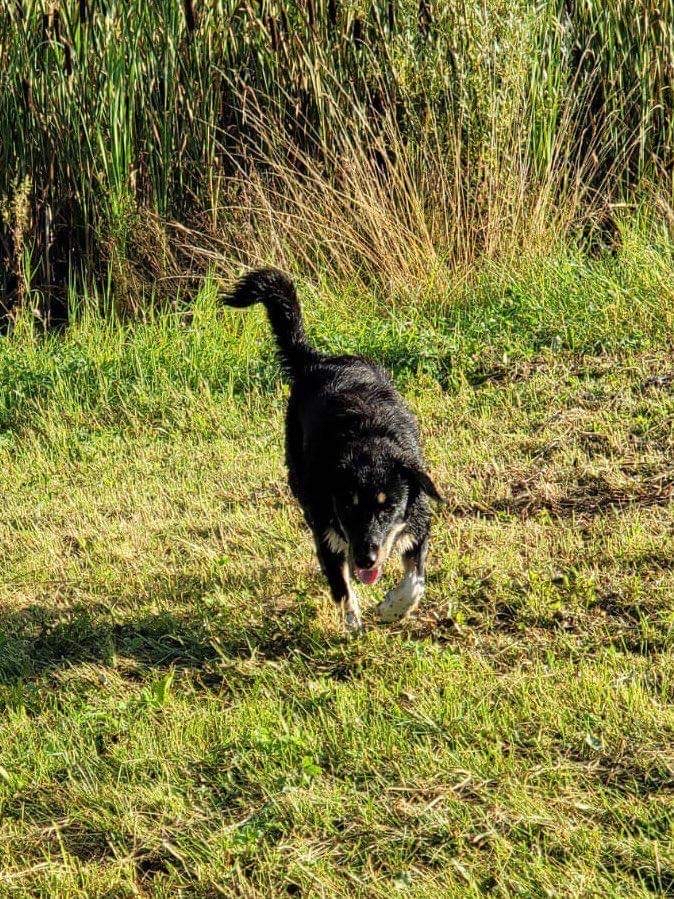 Rédange : il tue le chien de ses voisins avec son arme à feu