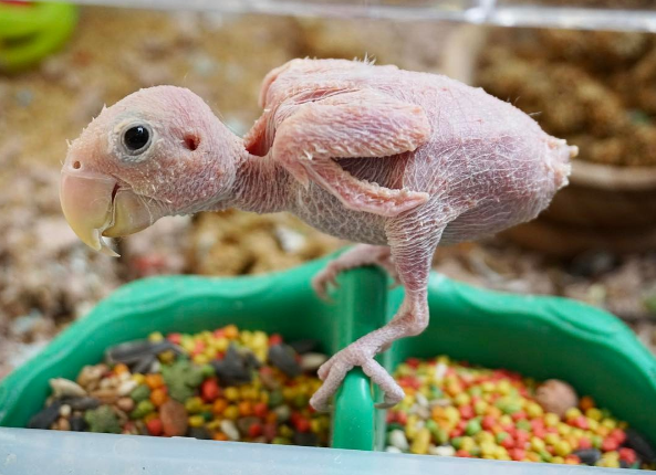 Rhea, le perroquet devenu la coqueluche du net