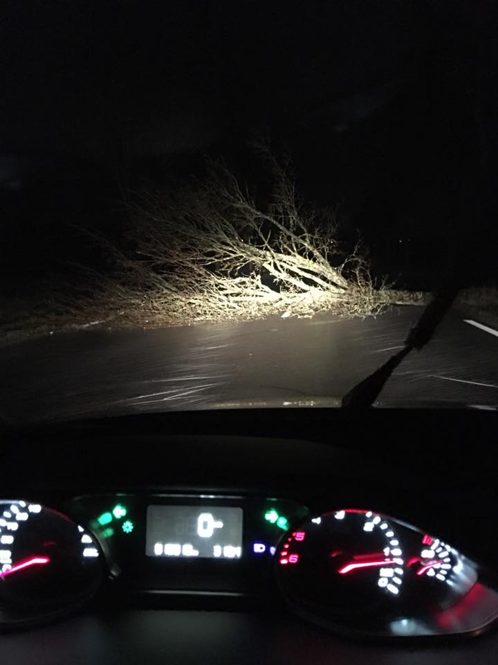 Tempête hivernale : arbres couchés et 9 700 foyers privés d'électricité en Lorraine