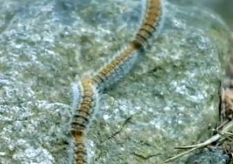 Thionville continue la lutte contre les chenilles urticantes