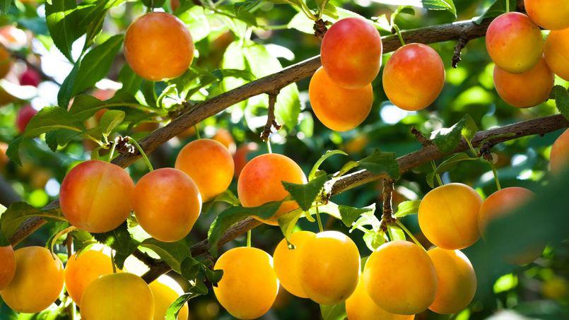 Top départ pour la récolte des mirabelles !