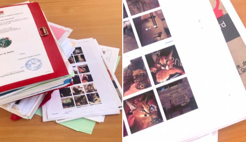 Trafic d'animaux protégés : un hayangeois arrêté