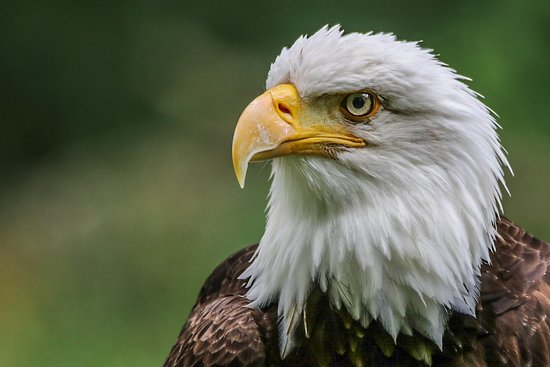 Un aigle du zoo d'Amnéville qui s'était fait la belle, retrouvé 100 km plus loin
