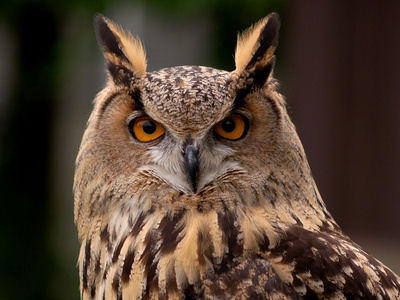 Un hibou terrorise une ville des Pays-Bas