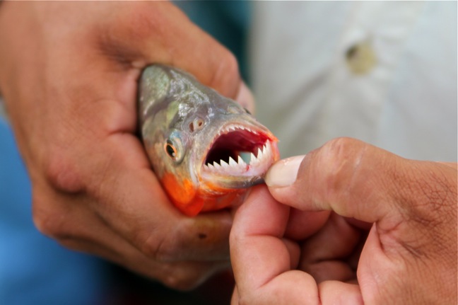 Un pêcheur mordu par un piranha dans les Vosges