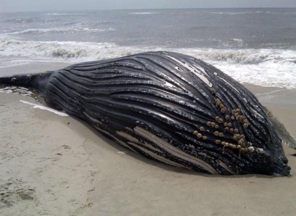 Une carcasse de baleine mise aux enchères