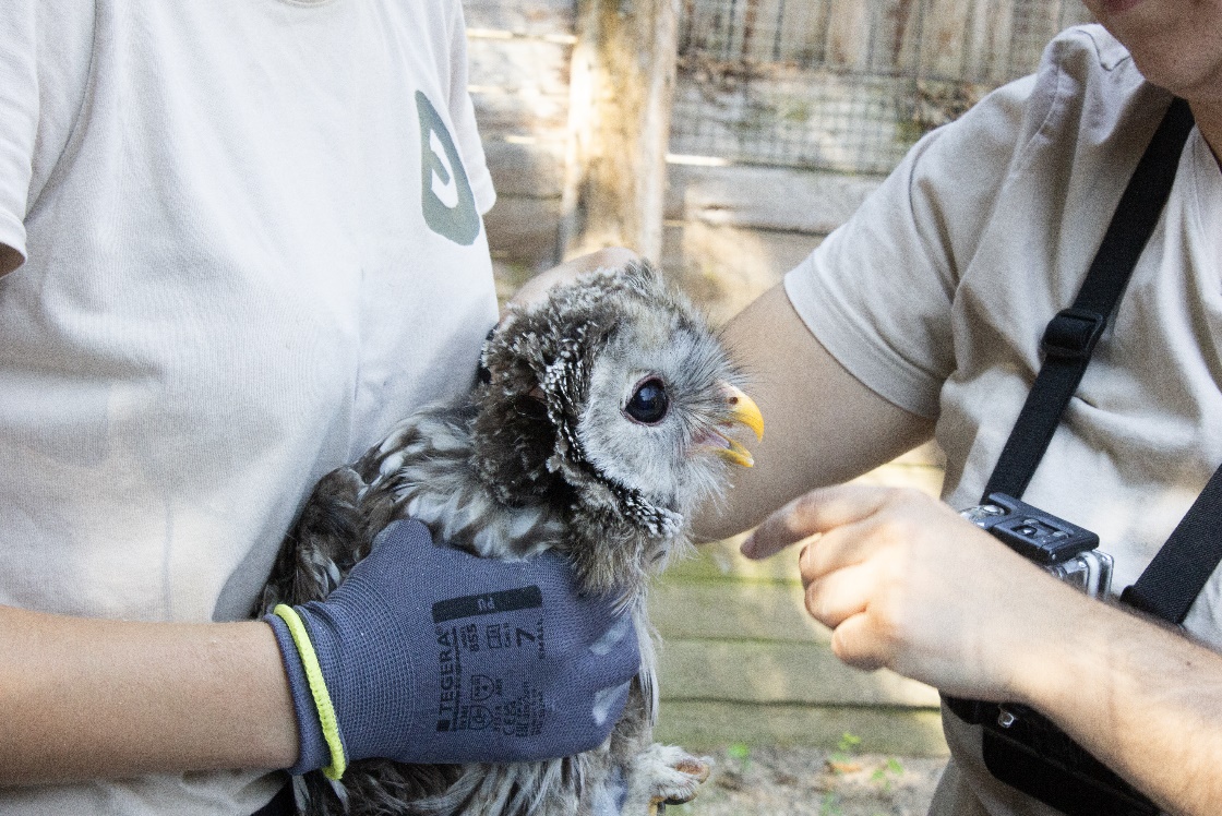 Une chouette de l’Oural, née à Sainte-Croix, réintroduite dans la forêt du Haut-Palatinat