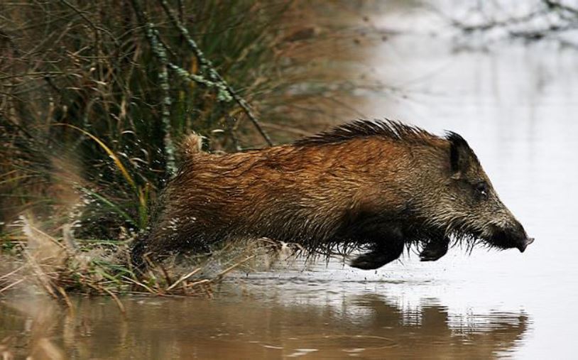 Une dizaine de sangliers sauvés des eaux en Moselle-Est
