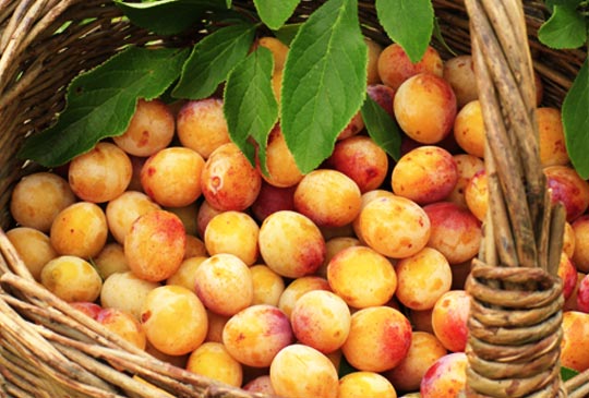Une production exceptionnelle de mirabelles attendue pour 2014