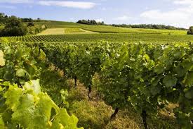 Vins de Moselle : une saison compliquée mais un bon cru 2017 attendu